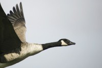 /album/geese/pit-392-filtered-jpg/
